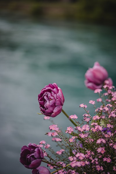 Blooming pink rose during the day
